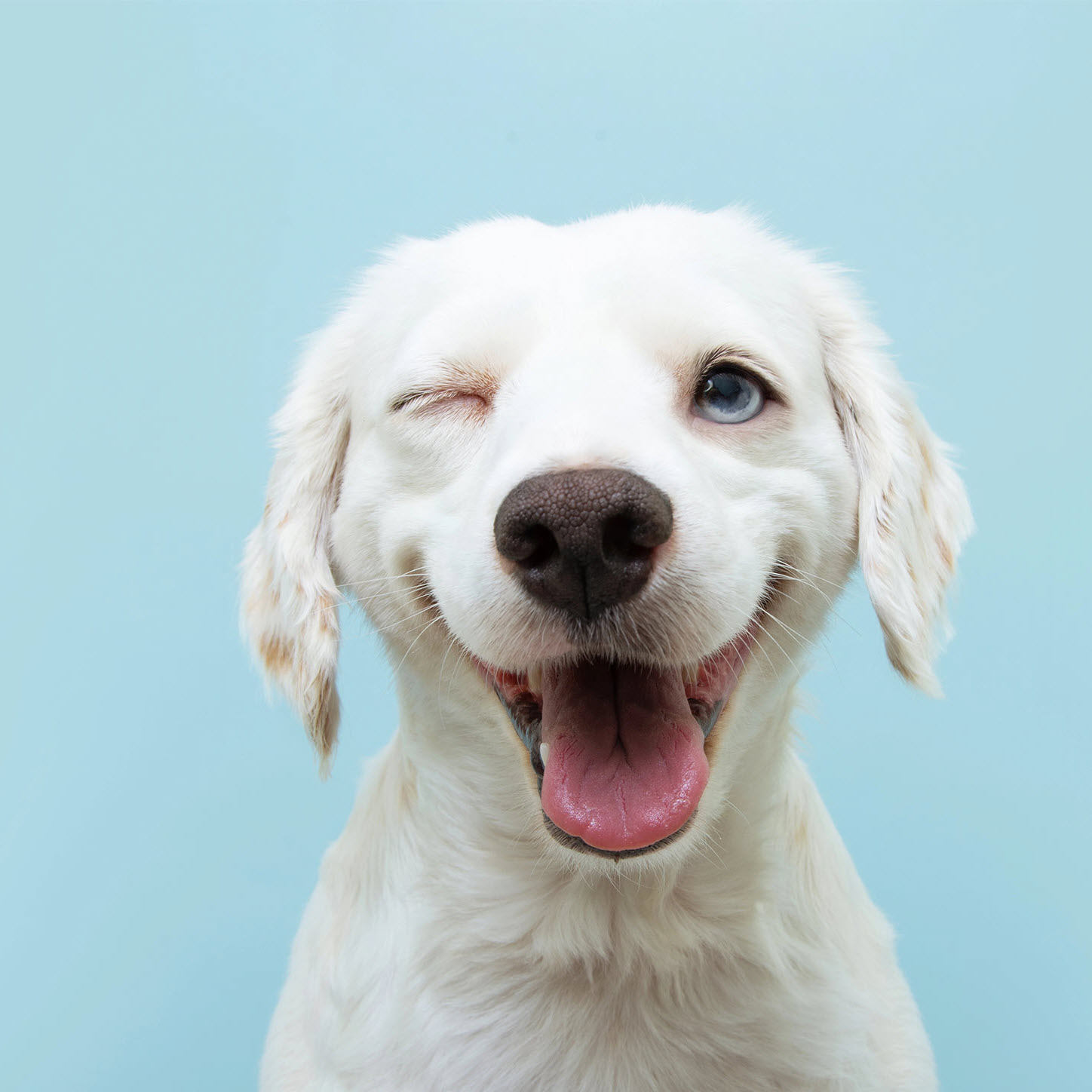 Smiling Dog - Learn More About AAHA