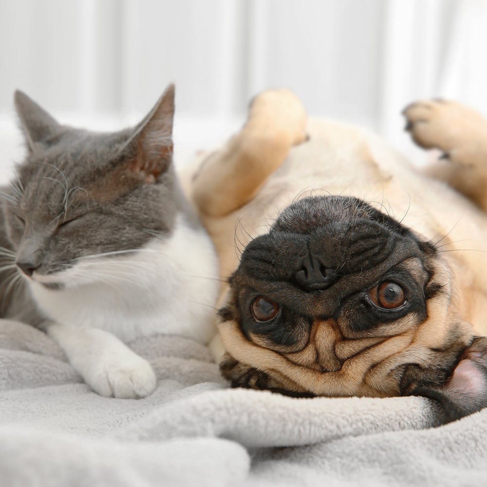 Dog & Cat